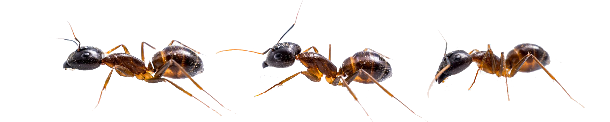 South Carolina Pest Control and Termite Service