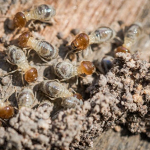 Termite Control Removal in South Carolina