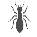 Termite Control South Carolina